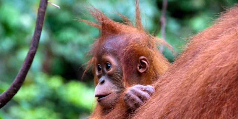 Malaysia Borneo