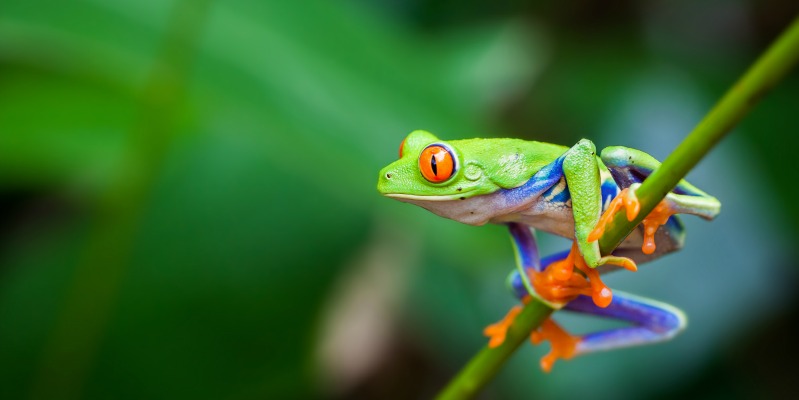 Nicaragua Flora and Fauna - Kaleidoskope