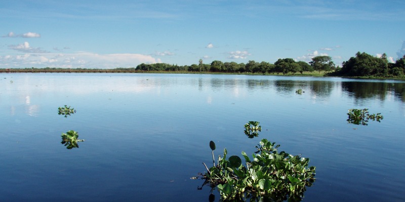 amazon forest