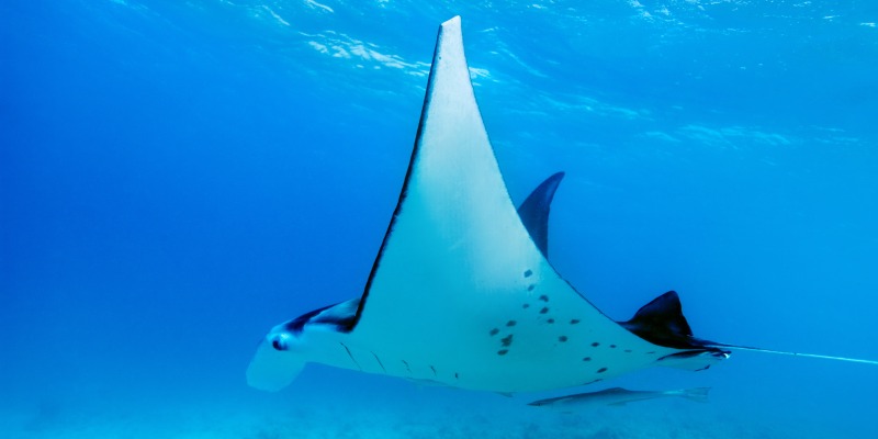 Manta rays