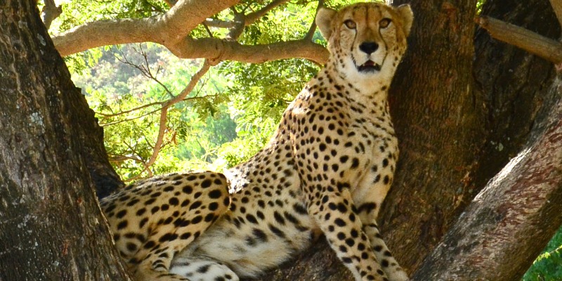 Mauritius Island cheetah