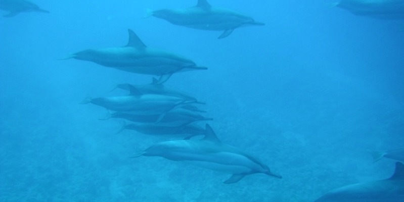 mauritius dolphins
