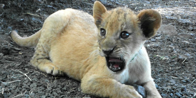 mauritius wildlife