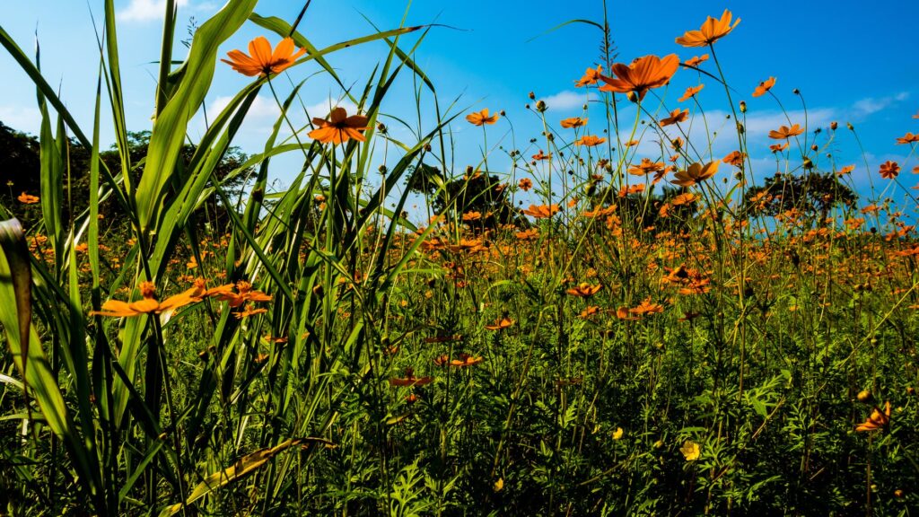 orange flower field under clear blue sky
