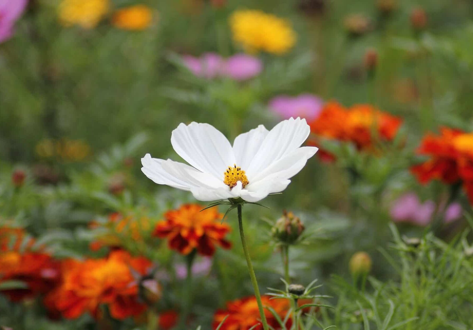 nature flowers plant blossom